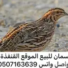 سمان