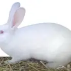 ارنب للبيع