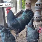فروخ دجاج الاسترالوب