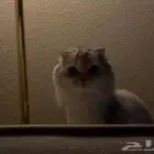قط سكوتش فولد ( ملكي )