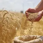 قمح معيا درجه اولى من افضل انواع القمح المحلي