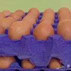 بيض لوهمان براون مخصب