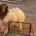 خروف نعيمي