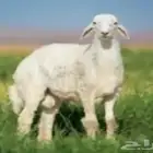 اغنام الخير ذبح وتوصيل حسب الطلب
