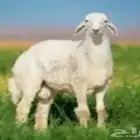 طليان نجدية و طليان حرية