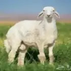 ذبيحتك الى بيتك أغنام الخير