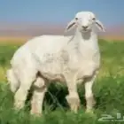 اغنام مزارع الخير ذبيحتك لبيتك