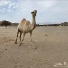ناقة سودانية