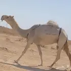 خفوت مبيوع ولدها