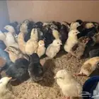 للبيع حضانة صيصان جدا  ممتازة