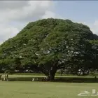 بذور أشجار الظل والزينة
