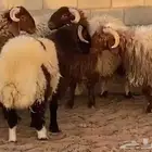 جذعان نعيم بلدي طيبه