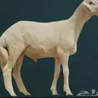 متبقي نص خروف