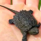 سلاحف النهاشه عرض خاص ولن يتكرر