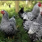 بيض دجاج واين دوت النادر