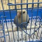 طير روز انتاج