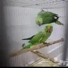 جوز درة هندية