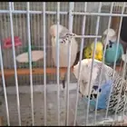 زوجين البادجي