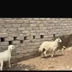 طلي سمين على الشرط العمر 5 شهور خدمه تابي وتمارا