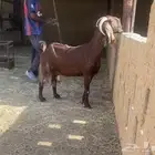 معزاء ماعز دفيع