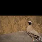 مطلوب حجل او سفع او شنير