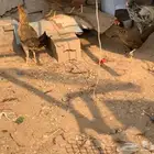 دجاجتين للبيع حضانه