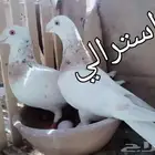 حمام على الجمله