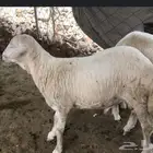 مطلوب غنم رفيديات بلدي