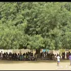 بذور شجر