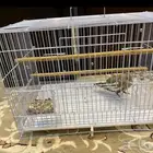 شبك عصفور ابره سيريلاك 2