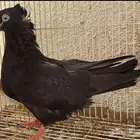 حمام قطيفي انثى سوداء