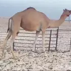 نياق