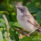 طائر العندليب