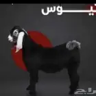 تيوس وطليان حري ونجد ذبايح للبيع مع خدمة الذبح والتوصيل