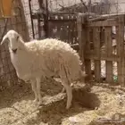 نعجه