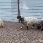جذعان نعيم بلدي