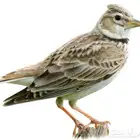 ترغة ايرانيه طائر