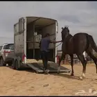 عربة نقل خيول عرعر
