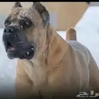 مدرب كلاب dog trainer