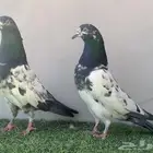 جوز تيدي سلارا