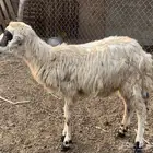 فرير 3 شهور للبيع