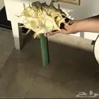 مسكة زواج او ملكة وقابل لتفاوض
