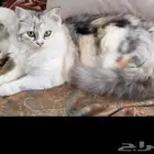 قطط