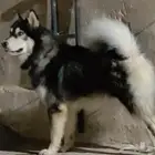 فندقة كلاب