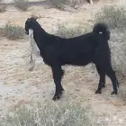 تيس فحل عمره 3شهور ل التواصل