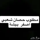 مطلوب حصان اصفر او فرس شعبية
