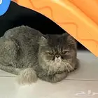 قطة معقمة مفقودة في جدة