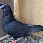 انثى حمام قطايف