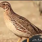 سمان مريعي بري حي