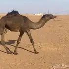قعود كفوا ولد ولد الحاكم مستقبل فحل
